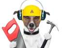 bild hund arbeitstag