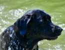 dsc